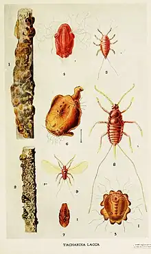 Kerria lacca and its shellac tubes