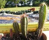 Cereus repandus seedling progression