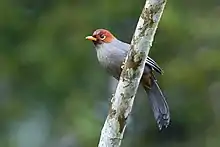 greyish bird with reddish brown head and yellow patch on the wing