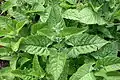 Leaf of Salvia glutinosa