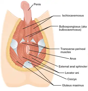 Muscles of male perineum.