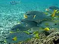 shoal of Plectorhinchus lineatus in Raja Ampat, 2010