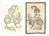 Allium sativum. Left: Hortus Sanitatis, Straßburg 1497 (I, 14). Right: Reversed copy. Kleines Destillierbuch (Blatt 65r)