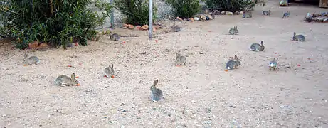 Cottontails are very sociable animals within their peer group