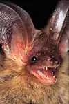 Example - long-eared bat (Plecotus auritus)