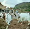 1960.  Goats at Urdviki.