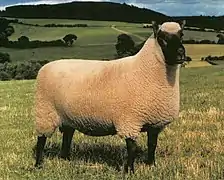 1980 UK Clun Ram of the Year