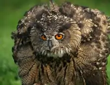 Eurasian eagle owl, Bubo bubo, erects the feathers on its neck to make itself appear larger.