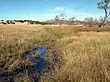 Cloverdale Ciénega in the Bootheel area of southwest New Mexico. This illustrates what an undamaged ciénaga looks like under normal conditions: marsh-like, broad, shallow, slow-migrating water through thick vegetation. (2008)