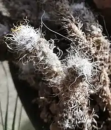 Anacampseros filamentosa (Northern Cape and Namibia) has hairy, rounded-truncate leaves and slender elliptic-lanceolate petals on its uniformly pink flowers.