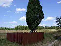 Over 200-year-old juniper in Zagóra