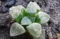 Haworthia pygmaea has flat, rough, scabrous or papillate leaf surfaces.