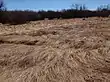 Canelo Hills, Arizona. This is what a healthy ciénaga looks like after a flood, erosion is avoided by plants that lie down and spring back after heavy flows. (2009)