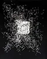 Untitled, photogram 4, 1975