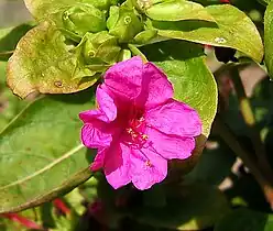 Mirabilis jalapa "Four O'Clock Flower"