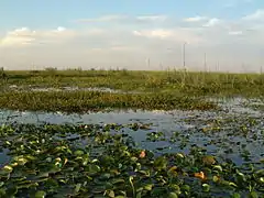 Laguna del Iberá