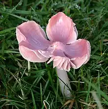 Pink waxcap.