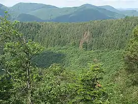 Landscape. Deciduous trees in a mix with conifer.