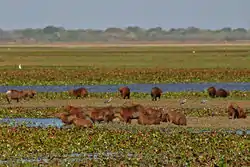 Llanos, a tropical grassland