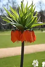 Flower of Fritillaria imperialis