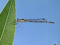 Female