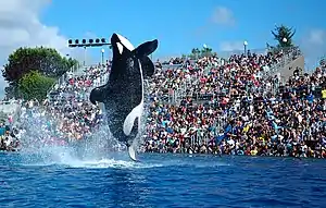 Image 33An orca by the name of Ulises performing at SeaWorld, 2009 (from Toothed whale)