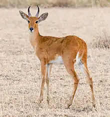 reedbuck