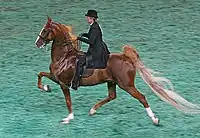 Saddlebred performing the rack