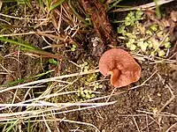 Gyromitra perlata