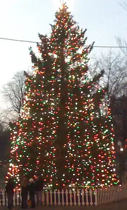 Tall evergreen decorated with strings of multicoloured lights