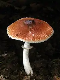 Leucoagaricus rubrotinctus