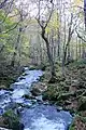 Along the Falls Trail