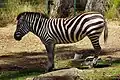 Zebra resting in the shade