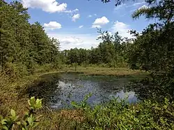 "Cranberry Bog in the middle of Brendan T. Byrne State Forest