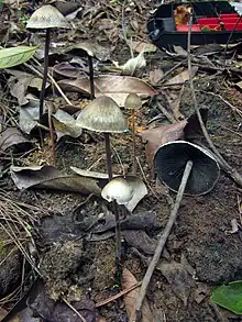 Three tall grey Panaeolus rubricaulis mushrooms stood next to two smaller Panaeolus rubricaulis in the ground with a single tall Panaeolus rubricaulis with a broken stem laying down next to them. They are surrounded by fallen leaves on a forest floor