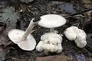 Entoloma abortivum, Canada