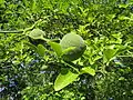 Green fruits