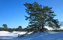 The dunes covered in snow