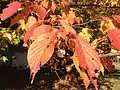 Typical autumn foliage