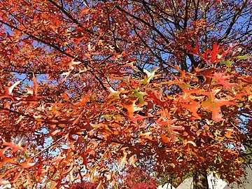 Typical autumn foliage