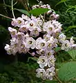 Deutzia hookeriana at UBC Botanical Garden