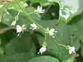 enchanter's nightshade