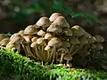 Hypholoma fasciculare. in Germany