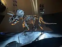 A Triceratops fossil on display, lit by blue and yellow light.