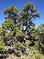 Pinyon-juniper woodlands