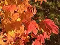 Autumn foliage of Acer circinatum.