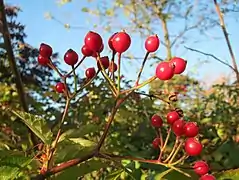 Hips (fruits)