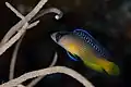 Splendid dottyback at Wakatobi National Park Indonesia, 2016