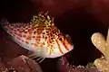 Close up face of Dwarf hawkfish at Wakatobi National Park Indonesia, 2016