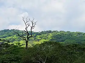 Look at a rain forest from above